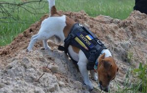 Пес Патрон в мае получил самую престижную кинонаграду для животных – Palm Dog Humanitarian