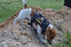 Пес Патрон у травні здобув найпрестижнішу кінонагороду для тварин – Palm Dog Humanitarian