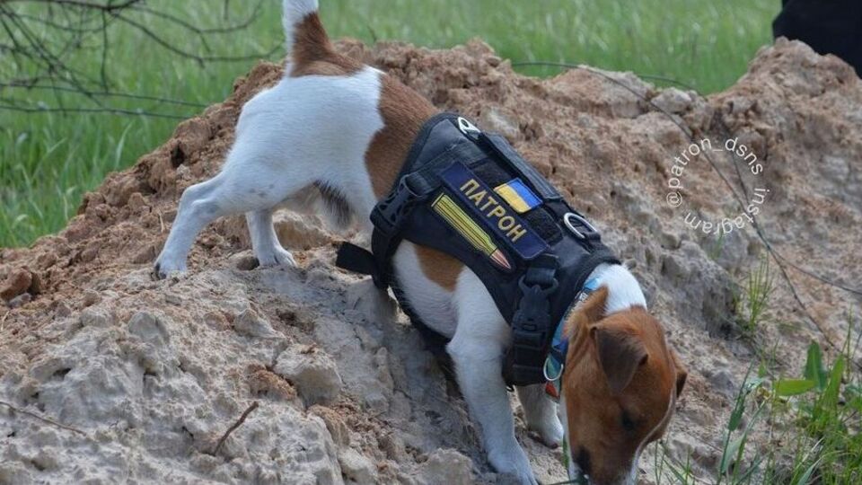 Пес Патрон в мае получил самую престижную кинонаграду для животных – Palm Dog Humanitarian