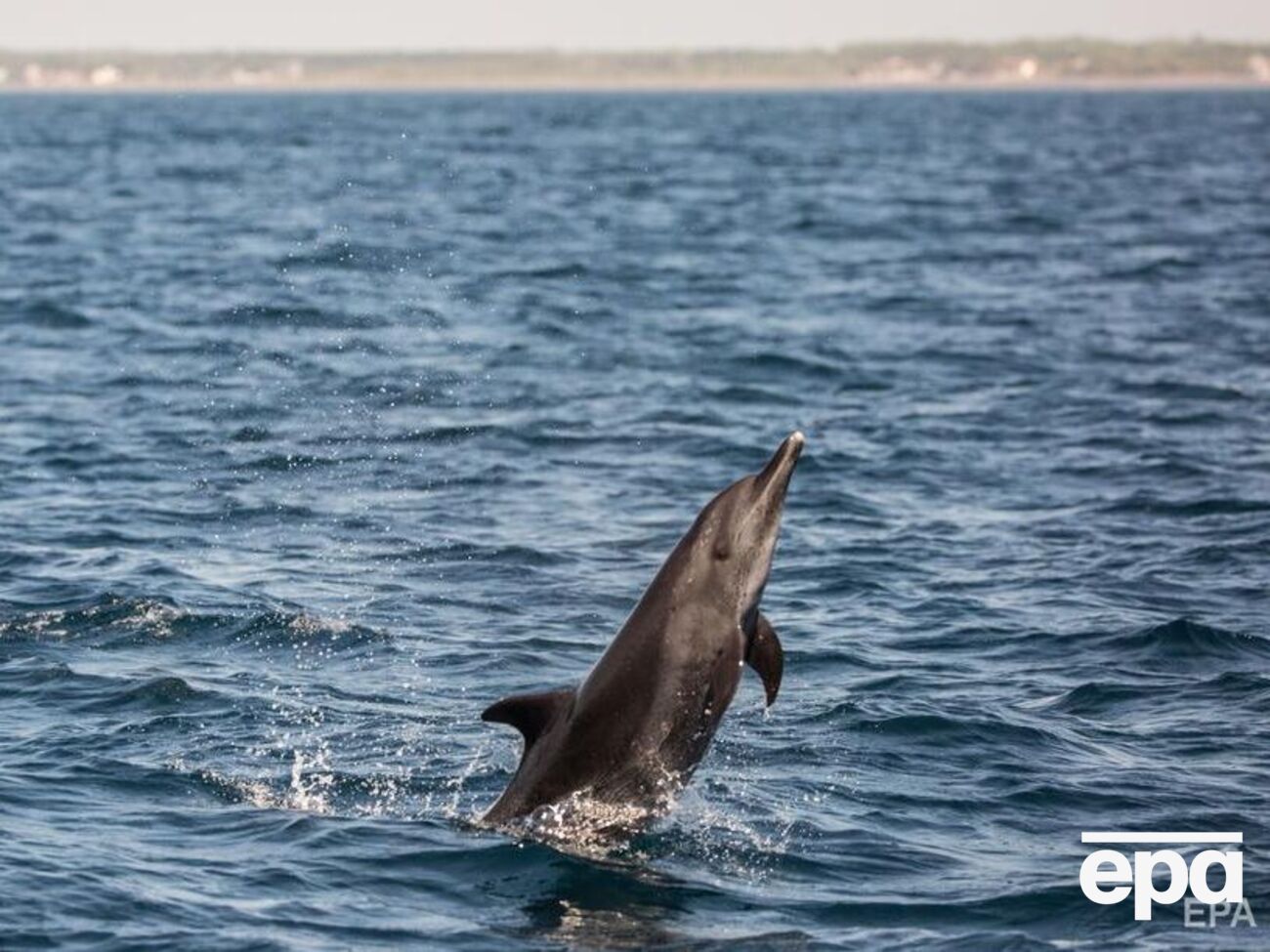 Русев отметил, что на дельфинов влияет&nbsp;корабельное оборудование