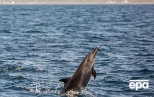 Русев отметил, что на дельфинов влияет корабельное оборудование