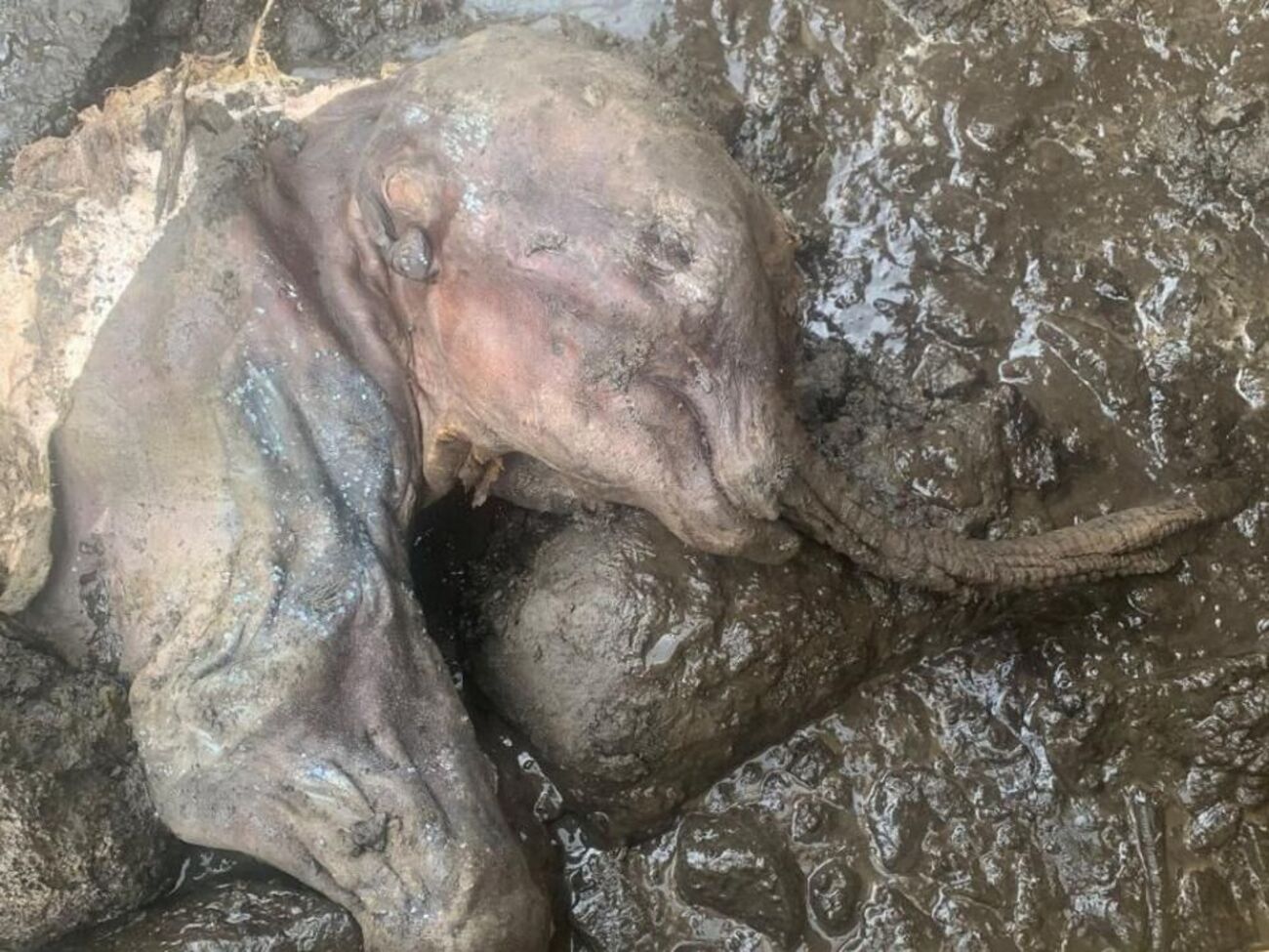 Это второй в мире экземпляр полной мумии детеныша шерстистого мамонта