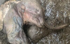 Это второй в мире экземпляр полной мумии детеныша шерстистого мамонта