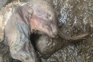 Это второй в мире экземпляр полной мумии детеныша шерстистого мамонта