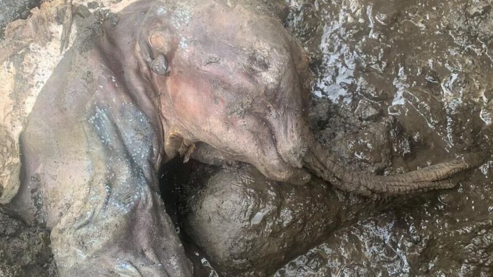 Это второй в мире экземпляр полной мумии детеныша шерстистого мамонта