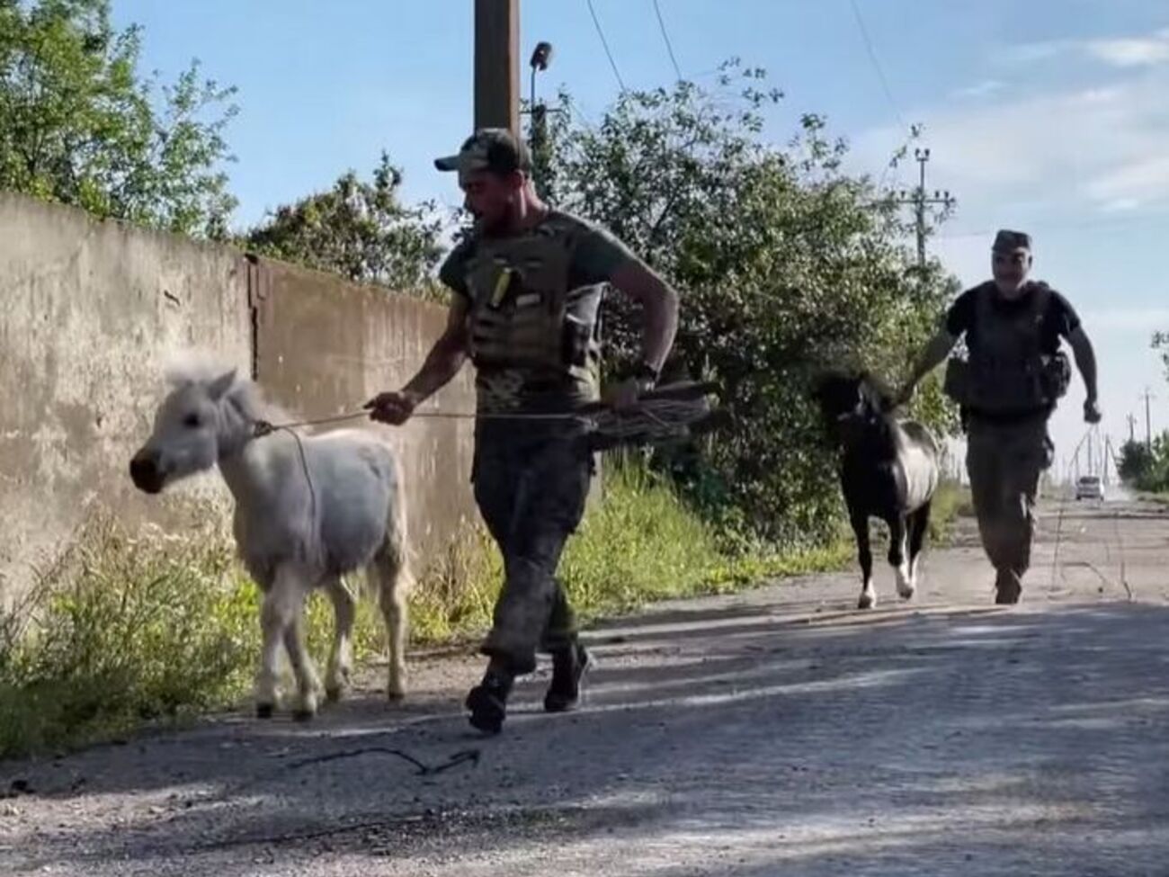 Пони были истощены и напуганы обстрелами