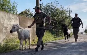 Пони были истощены и напуганы обстрелами