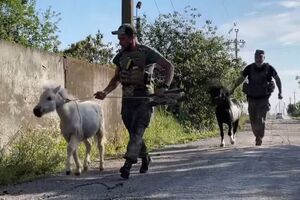 Поні були виснажені й налякані обстрілами