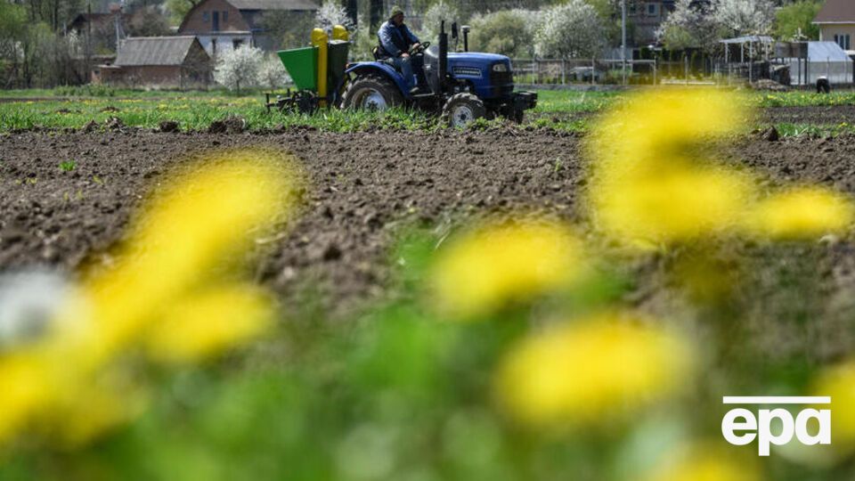 В Україні 13 областей уже перестали сіяти яру пшеницю