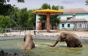 Миколаївський зоопарк знову відкриють для відвідувачів, поки що у вихідні