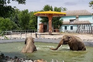 Миколаївський зоопарк знову відкриють для відвідувачів, поки що у вихідні