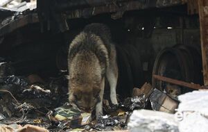 Втрати окупантів унаслідок завданого ЗСУ вогневого ураження в районі Долини уточнюють, зазначили в Генштабі