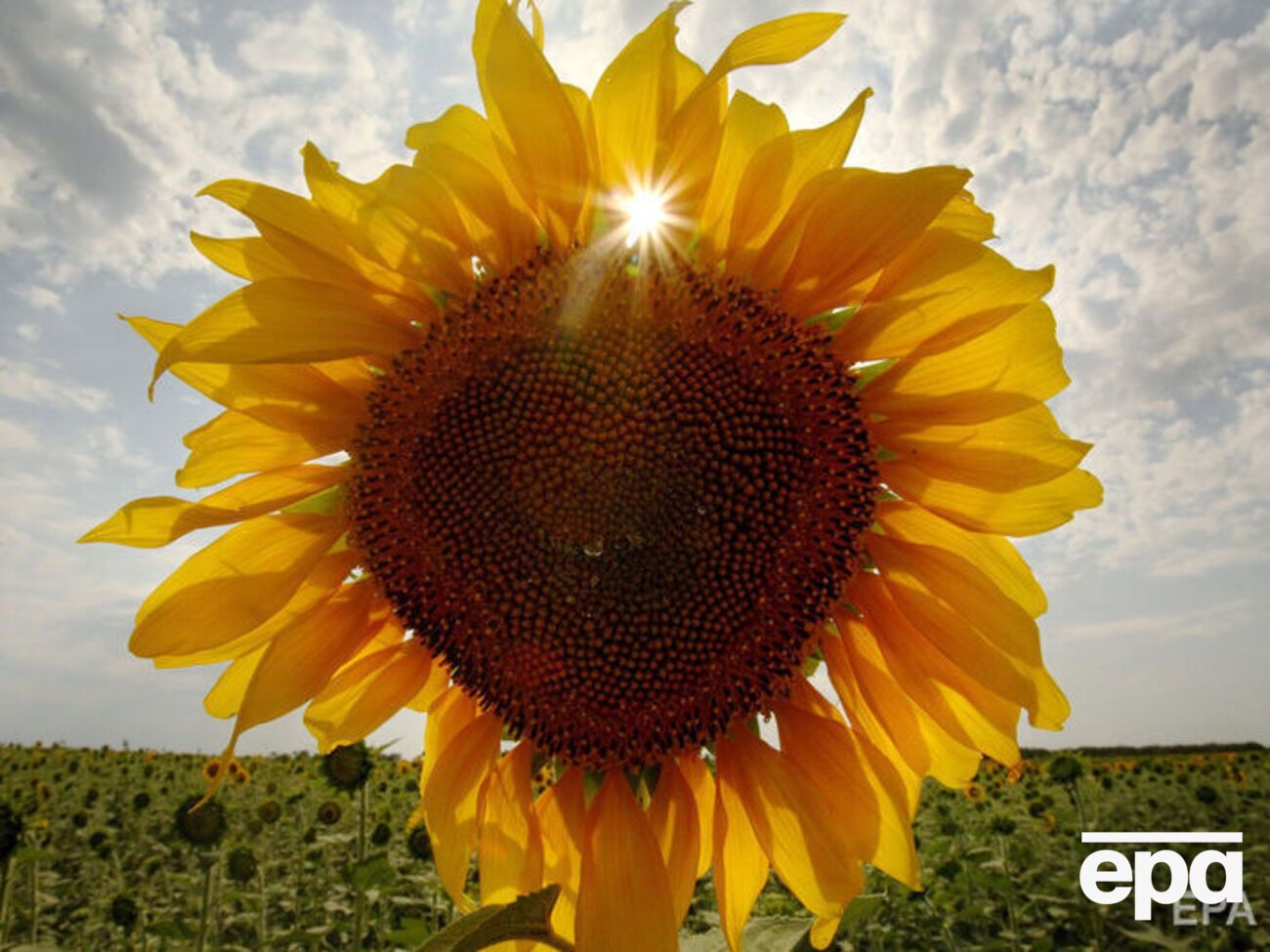 В силу вступили новые положения языкового закона