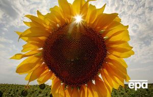 В силу вступили новые положения языкового закона