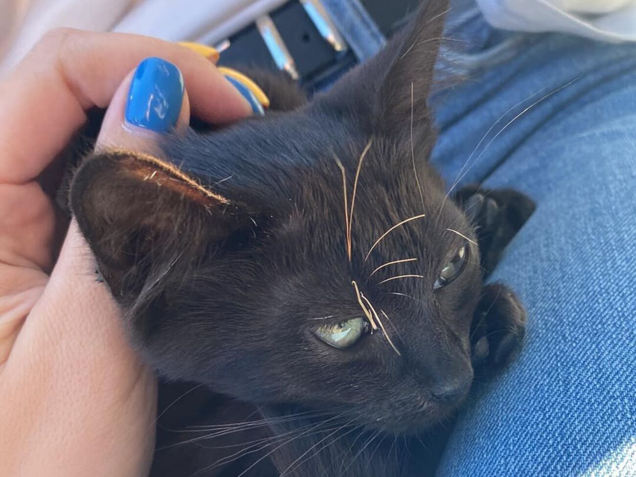 Змей стал символом освобожденного острова, говорят украинские защитники