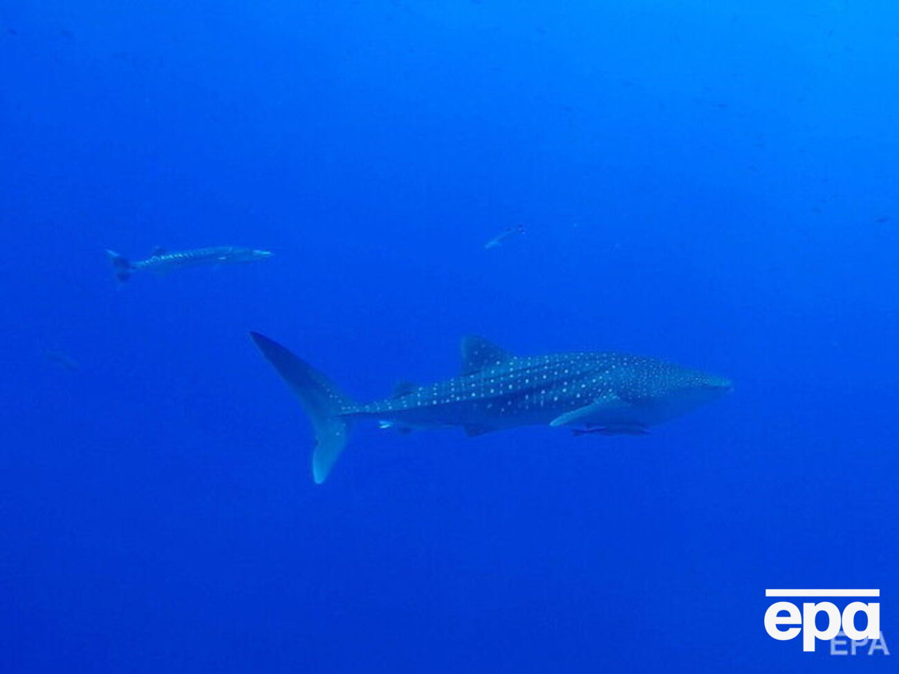 Нападение произошло в Красном море