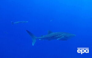 Нападение произошло в Красном море