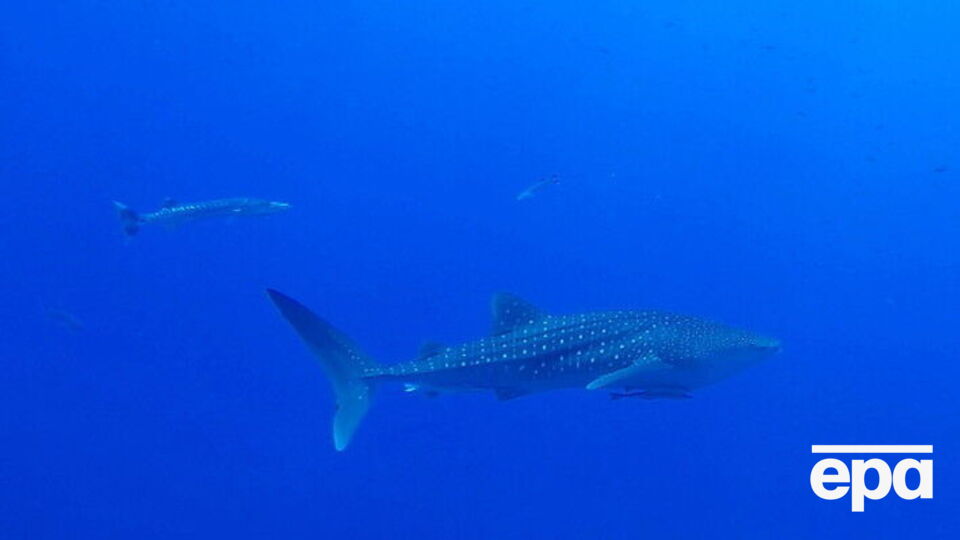 Нападение произошло в Красном море