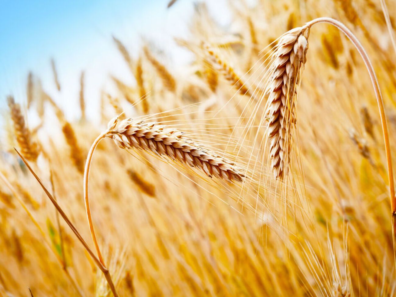 Российские оккупанты вывезли с захваченных территорий Украины по меньшей мере 400 тыс. тонн зерна