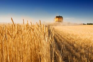 Жатва уже началась, к середине июля она будет идти во всех регионах Украины, говорят в Минагрополитики