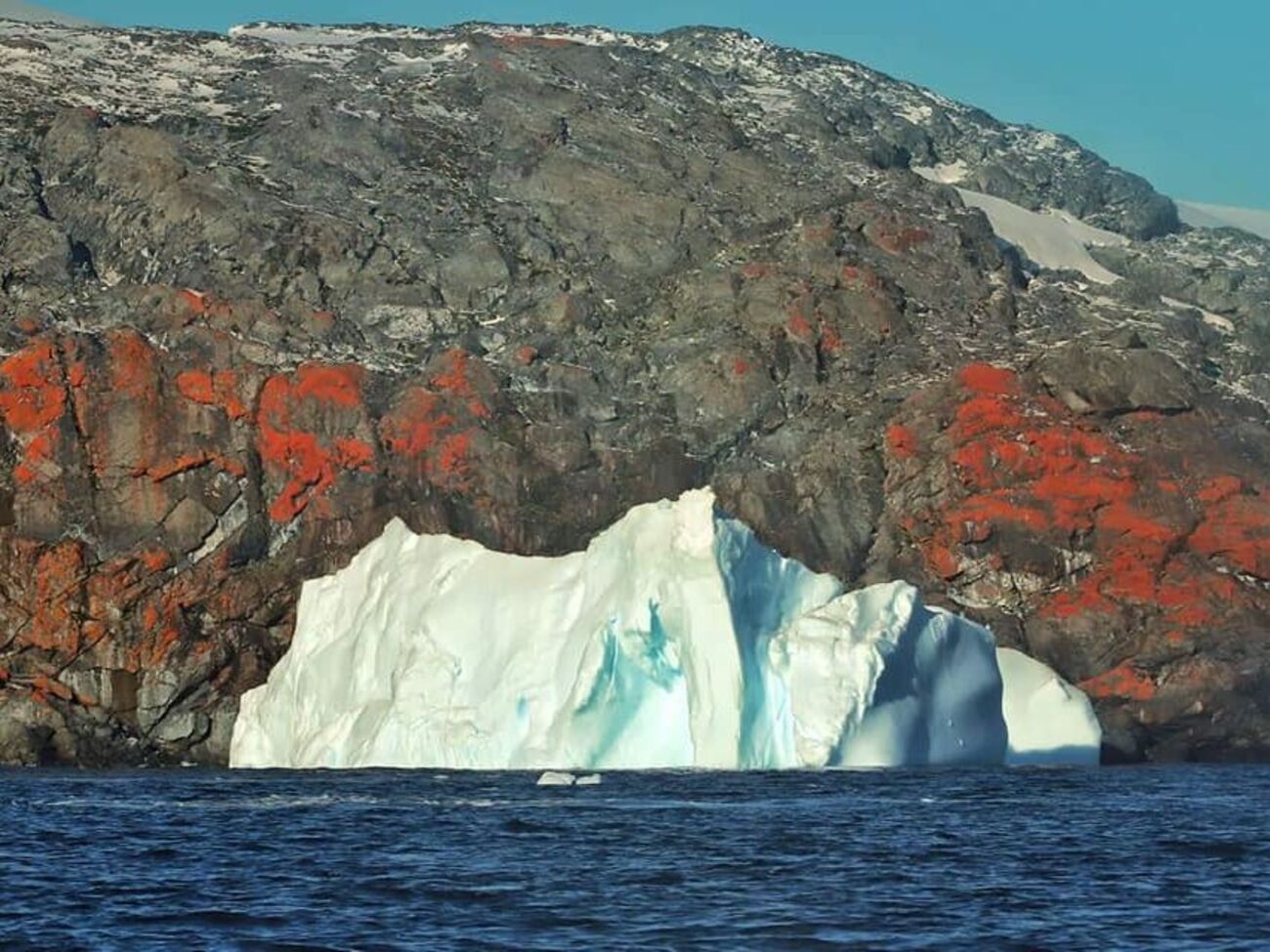 Оранжевые лишайники могут помочь ученым синтезировать полезные вещества, рассказали полярники станции "Академик Вернадский"