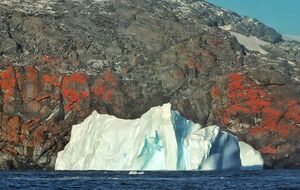 Оранжевые лишайники могут помочь ученым синтезировать полезные вещества, рассказали полярники станции "Академик Вернадский"