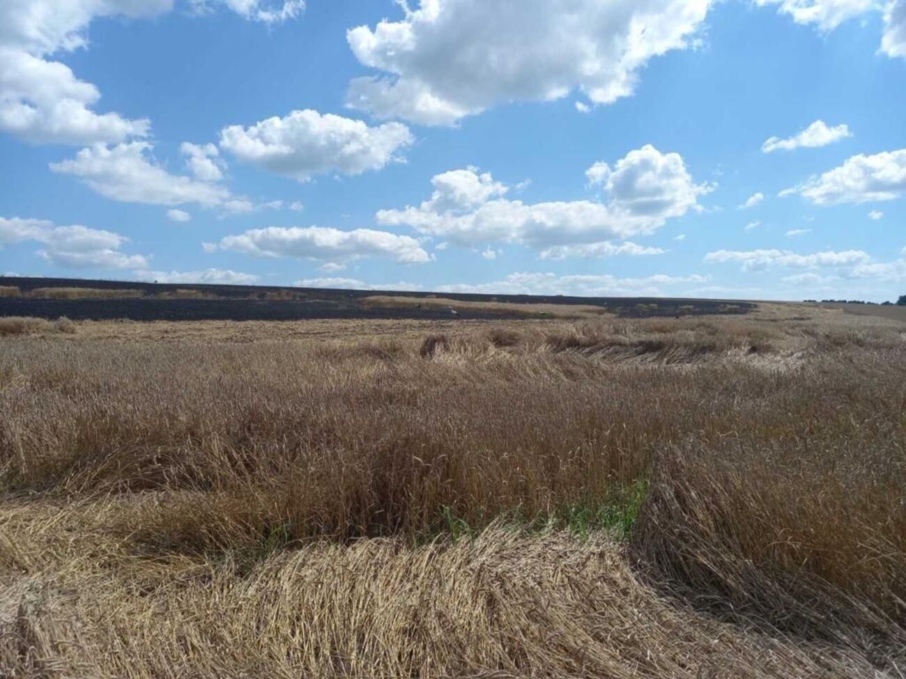 В результате обстрелов россиян в Сумской области сгорело 25 га пшеницы, сообщили в ОВА