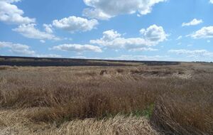 В результате обстрелов россиян в Сумской области сгорело 25 га пшеницы, сообщили в ОВА
