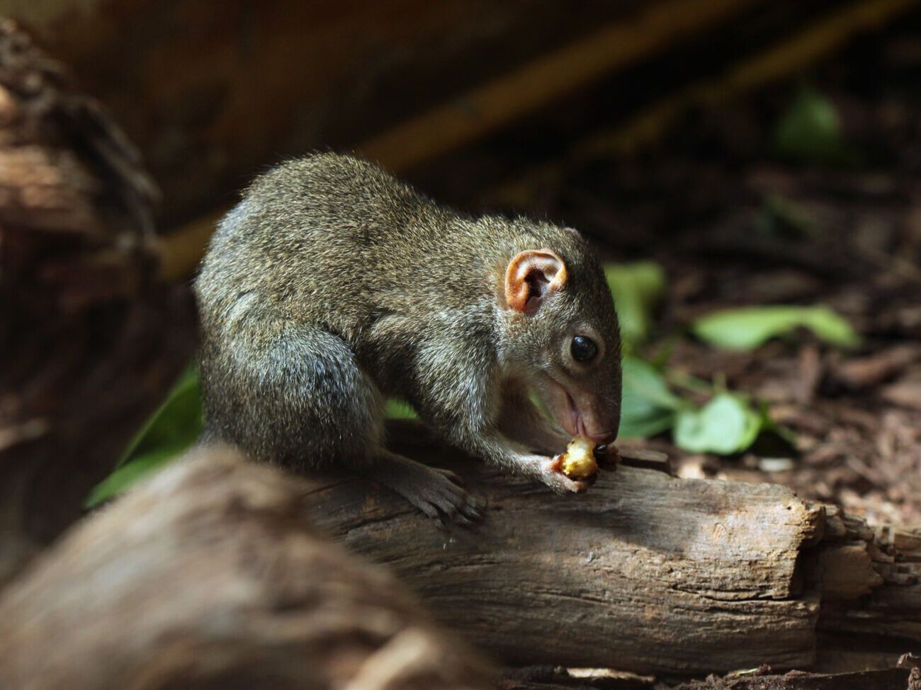 До этого вирус обнаруживали преимущественно у землероек&nbsp;&ndash; BBC