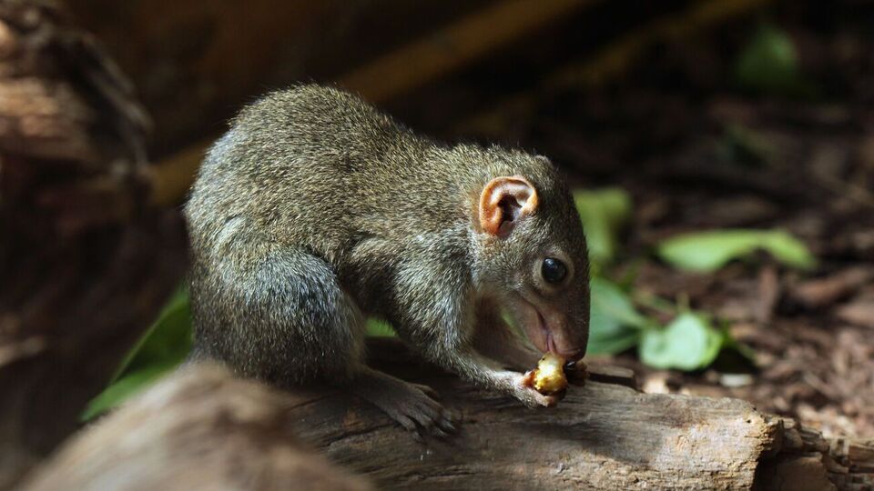 До этого вирус обнаруживали преимущественно у землероек – BBC