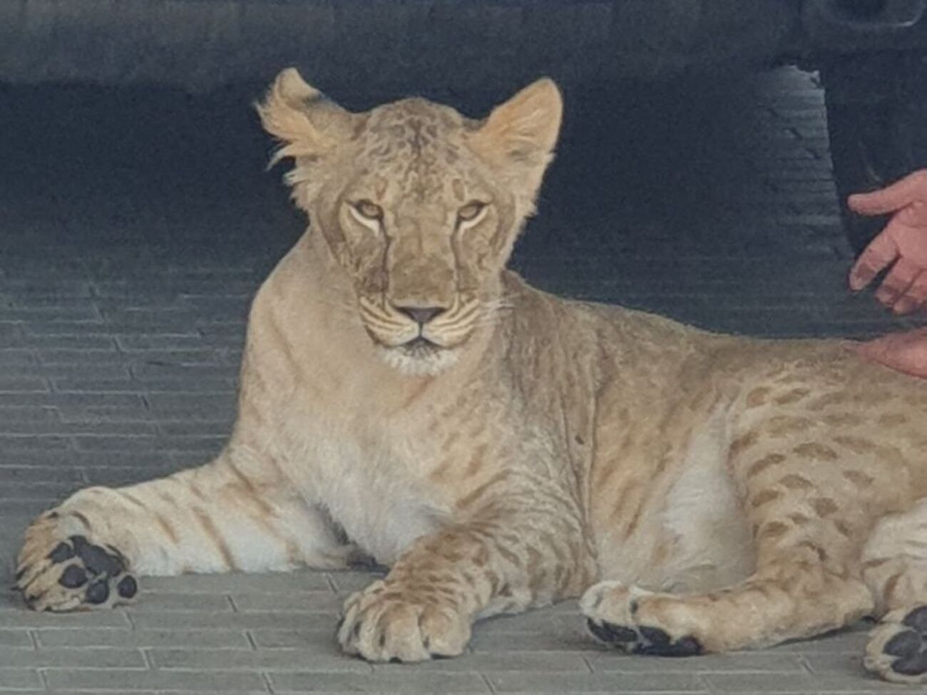 Після початку вторгнення господарі залишили двомісячну Василину на знайомих, але, зазначили в поліції, "дівчинка за цей час неабияк підросла"