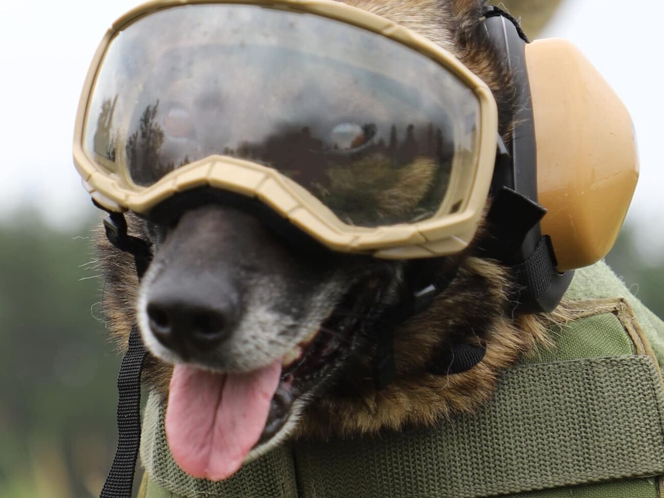 Бронежилеты, защитные очки и обувь. Госпогранслужба показала служебных псов в защитной амуниции. Фоторепортаж