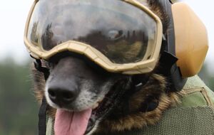 Бронежилеты, защитные очки и обувь. Госпогранслужба показала служебных псов в защитной амуниции. Фоторепортаж