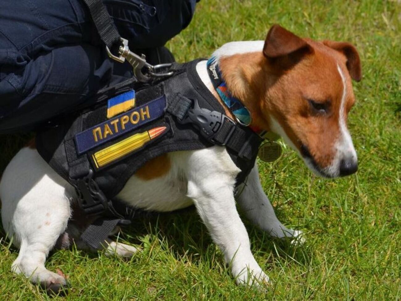 Патрон&nbsp;&ndash; пес породи джек-рассел-тер'єр