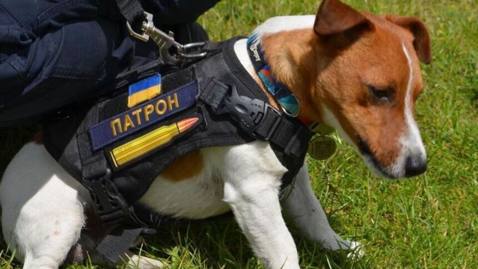 Патрон – пес породы джек-рассел-терьер