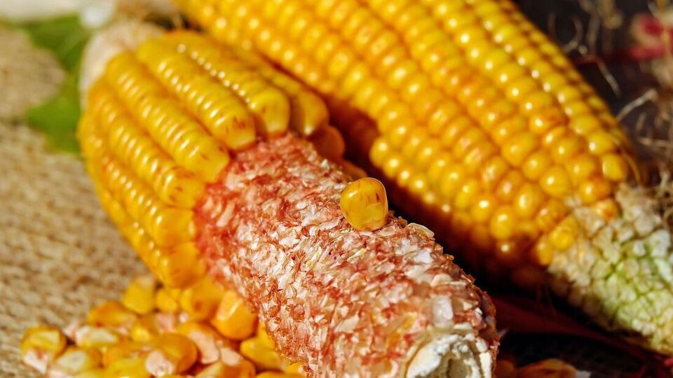 У Німеччину прибула фуражна кукурудза