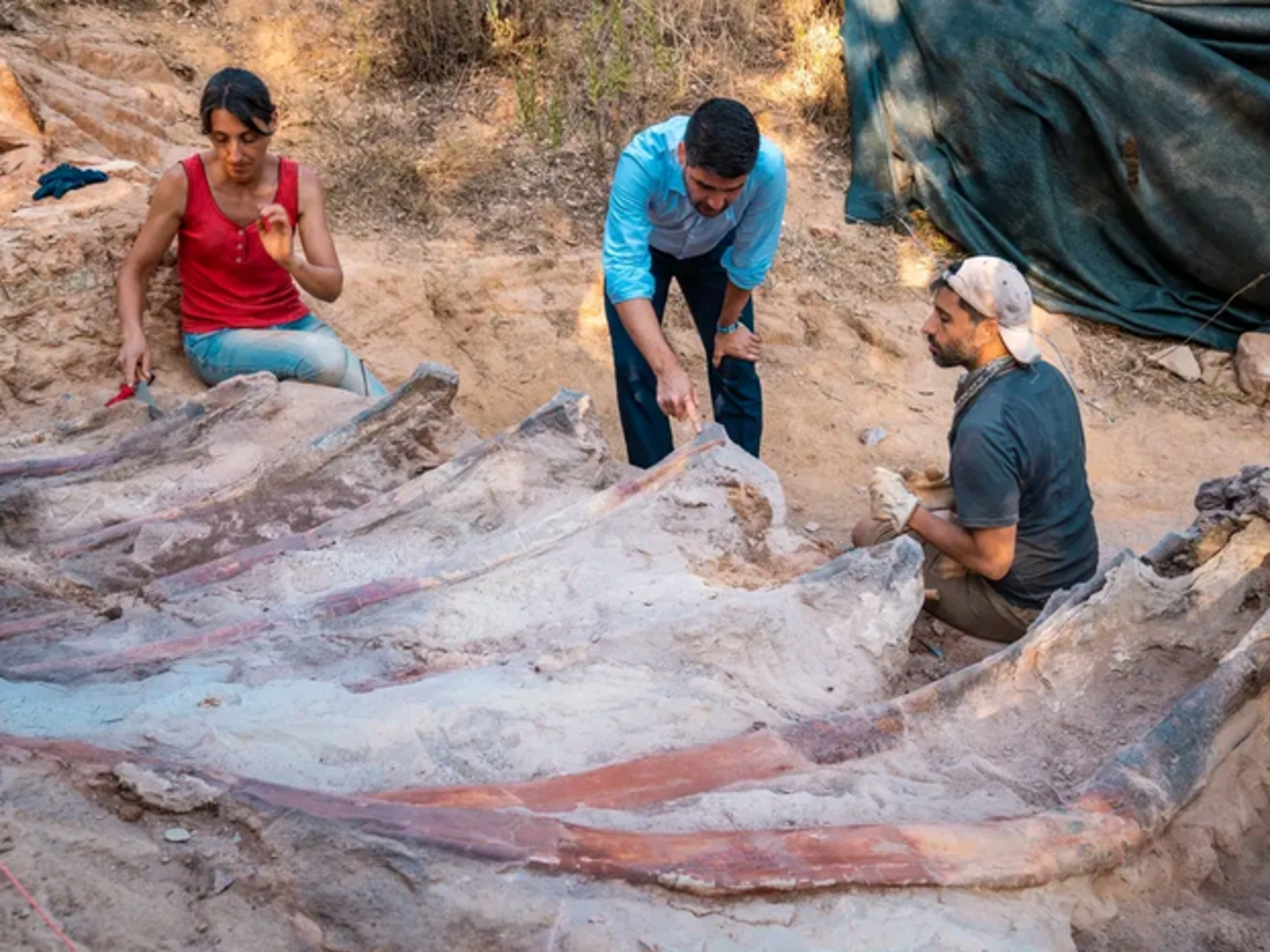 Ученые проводят раскопки на месте нахождения крупнейшего динозавра, жившего на территории современной Европы