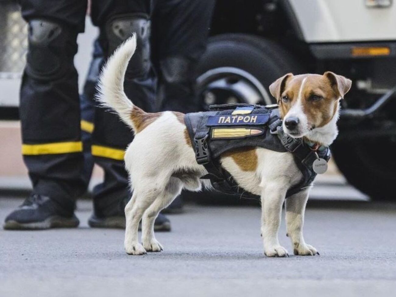 Патрон&nbsp;&ndash; пес породи джек-рассел-тер'єр, йому три роки