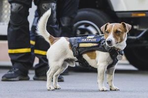 Патрон – пес породы джек-рассел-терьер, ему три года