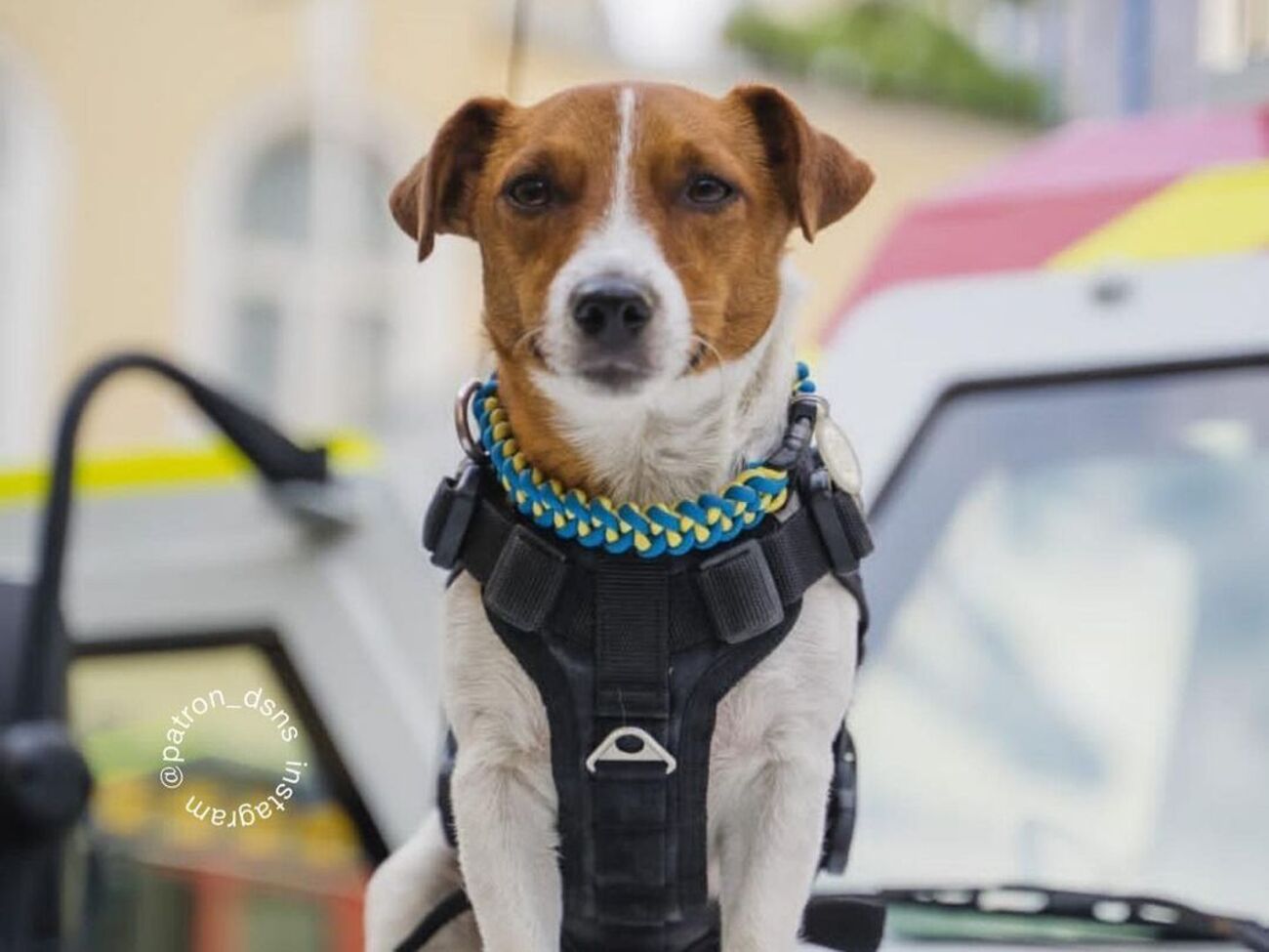 Патрону в июле исполнилось три года