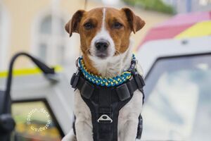 Патрону в июле исполнилось три года