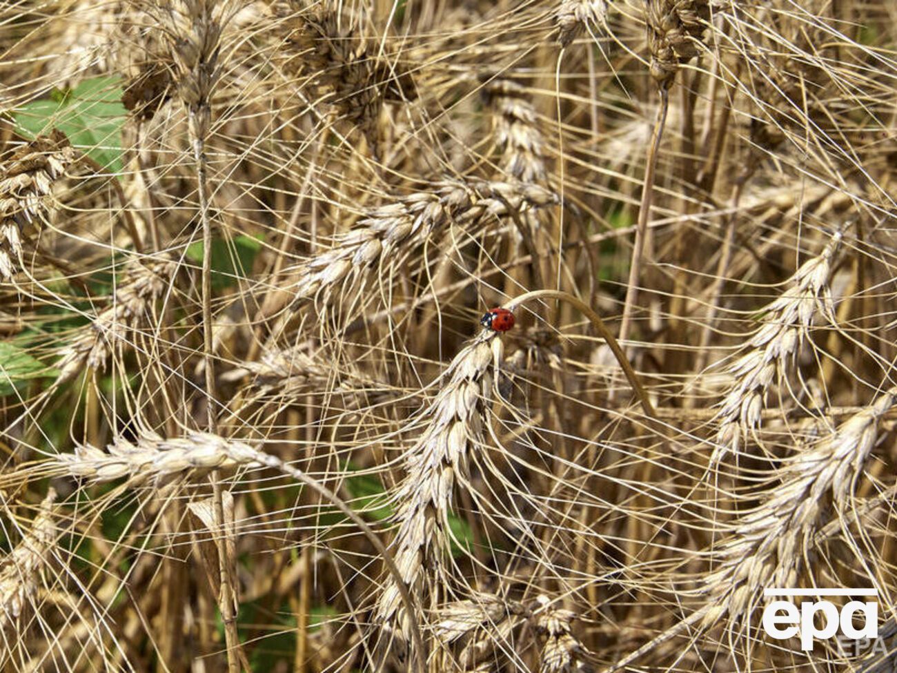 РФ украла сотни тысяч тонн зерна на временно оккупированных территориях Украины