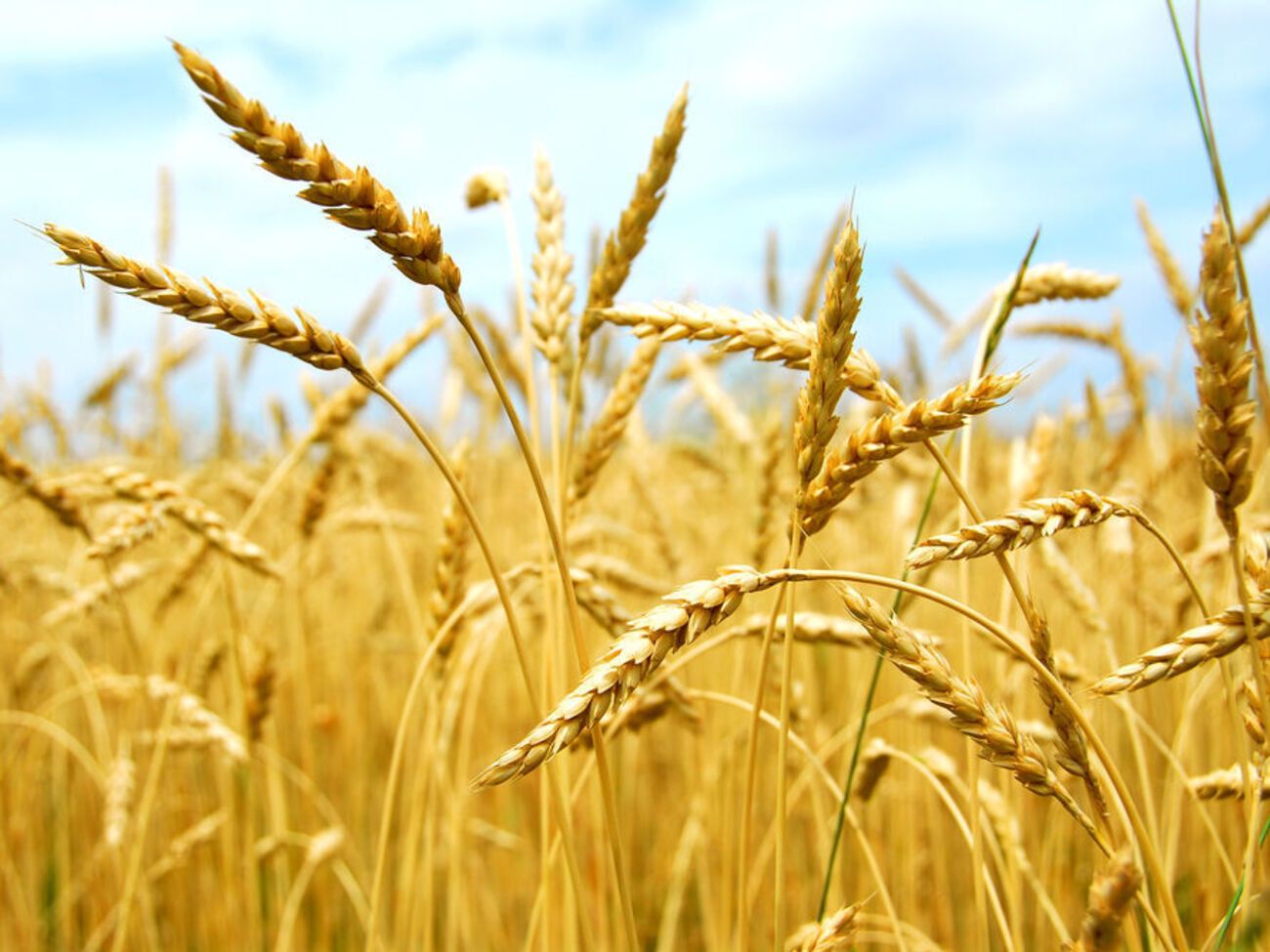 Росіяни продовжують красти зерно з окупованих територій України