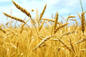 Росіяни продовжують красти зерно з окупованих територій України