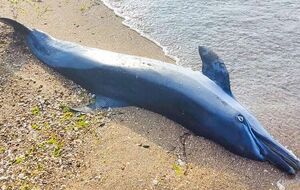В Одеській області на берег винесло мертвих дельфінів