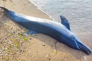 В Одеській області на берег винесло мертвих дельфінів