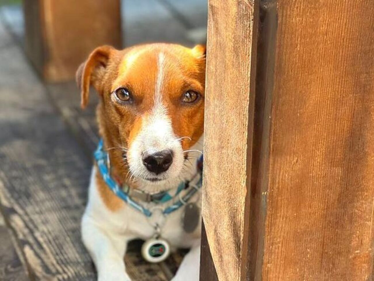 Пес Патрон: Треба придумати якийсь чудовий підкат