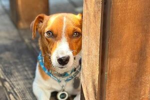 Пес Патрон: Треба придумати якийсь чудовий підкат