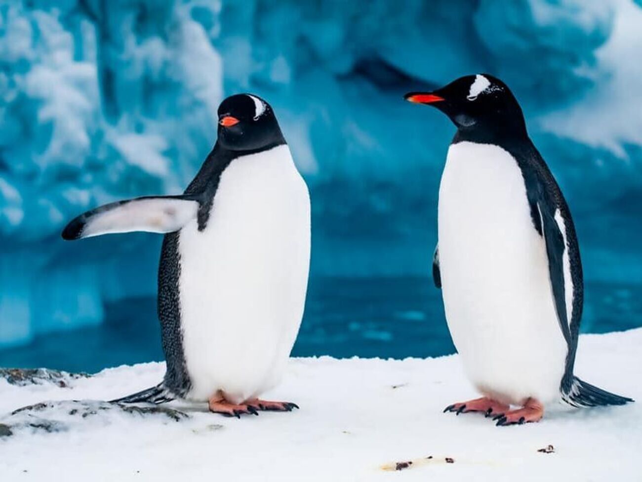 На станцію "Академік Вернадський" повернулися пінгвіни для шлюбного сезону. Фоторепортаж