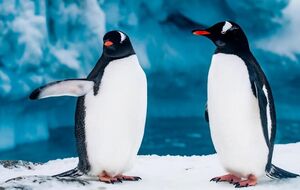 На станцию "Академик Вернадский" вернулись пингвины для брачного сезона. Фоторепортаж